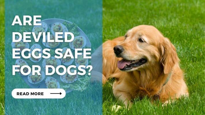 Are Deviled Eggs Safe for Dogs