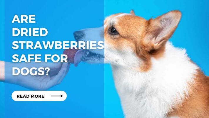 Are Dried Strawberries Safe for Dogs