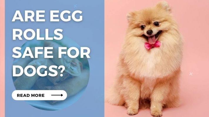 Are Egg Rolls Safe for Dogs