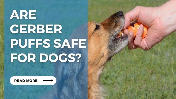 Are Gerber Puffs Safe for Dogs