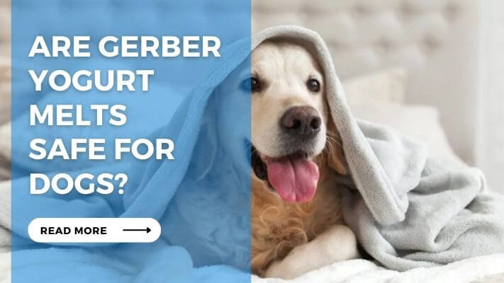 Are Gerber Yogurt Melts Safe for Dogs