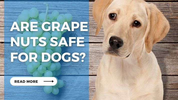 Are Grape  Nuts Safe  for Dogs