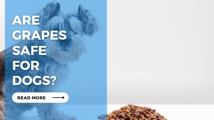 Are Grapes Safe for Dogs?