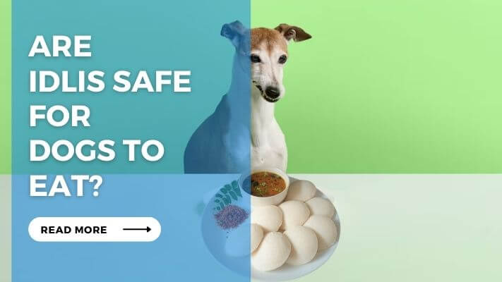 Are Idlis Safe for Dogs to Eat