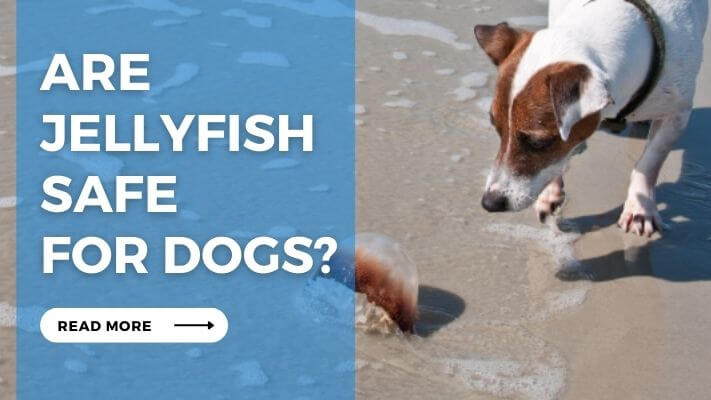 Are Jellyfish Safe for Dogs