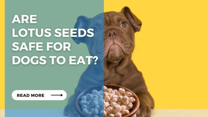 Are Lotus Seeds Safe for Dogs to Eat