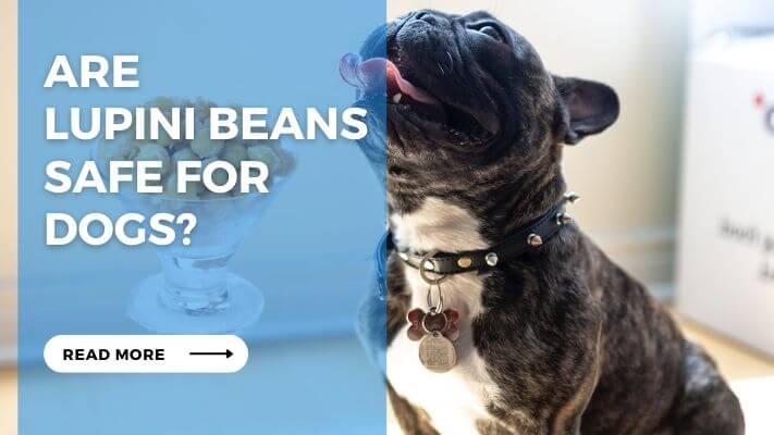 Are Lupini Beans Safe for Dogs