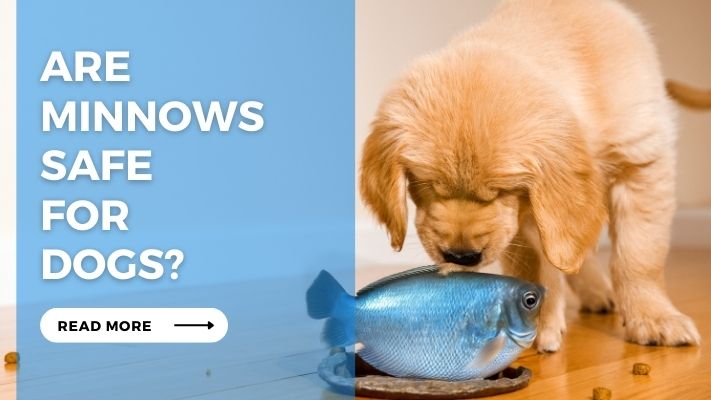 Are Minnows Safe for Dogs?