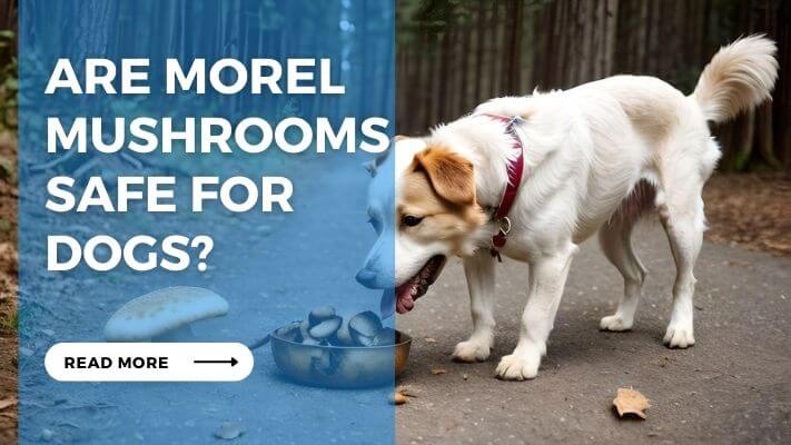 Are Morel Mushrooms Safe for Dogs