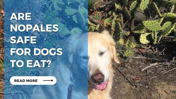 Are Nopales Safe for Dogs to Eat