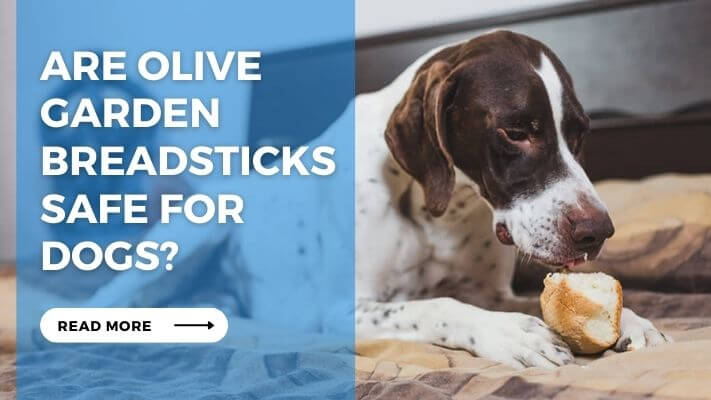 Are Olive Garden Breadsticks Safe for Dogs