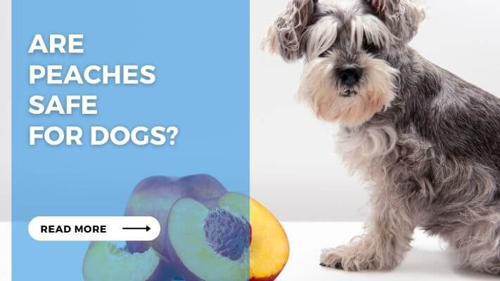 Are Peaches Safe for Dogs