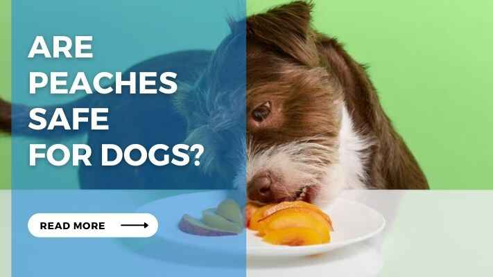 Are Peaches Safe for Dogs?