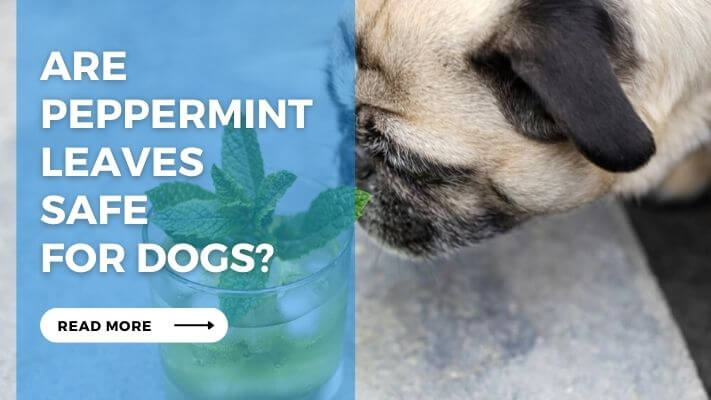Are Peppermint Leaves Safe for Dogs