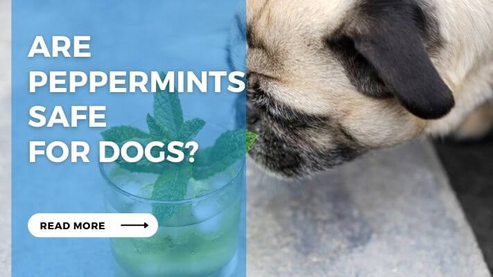 Are Peppermints Safe for Dogs