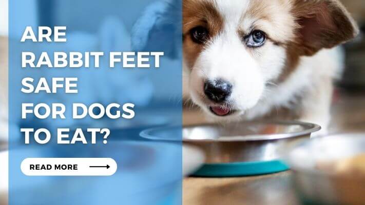 Are Rabbit Feet Safe for Dogs to Eat