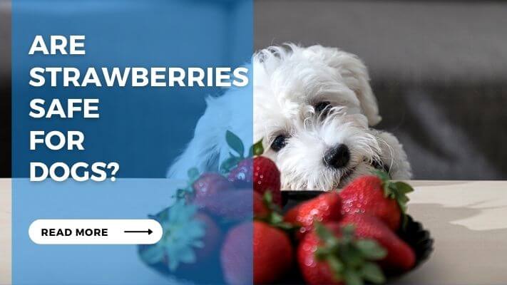 Are Strawberries Safe for Dogs