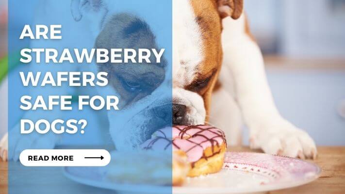 Are Strawberry Wafers Safe for Dogs