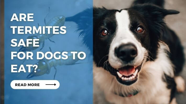 Are Termites Safe for Dogs to Eat