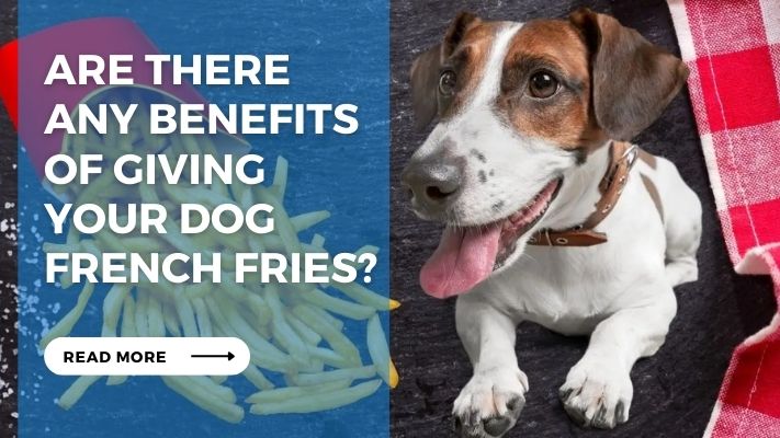 Are There  Any Benefits  of Giving  Your Dog French Fries