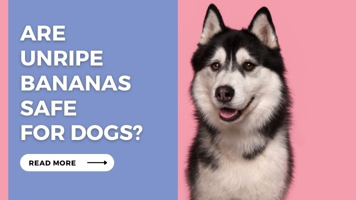 Are Unripe Bananas Safe for Dogs