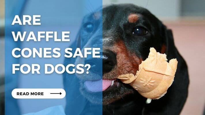 Are Waffle Cones Safe for Dogs