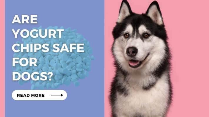 Are Yogurt Chips Safe for Dogs