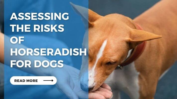 Assessing the Risks of Horseradish for Dogs