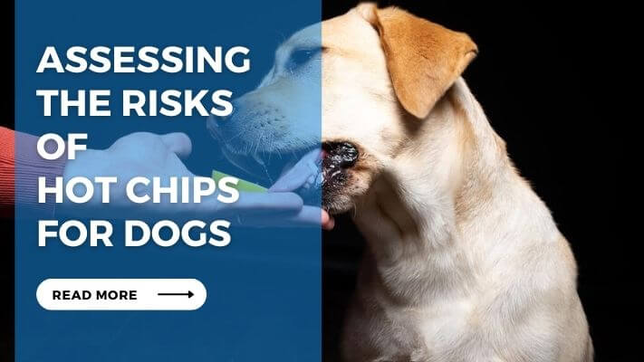 Assessing the Risks of Hot Chips for Dogs