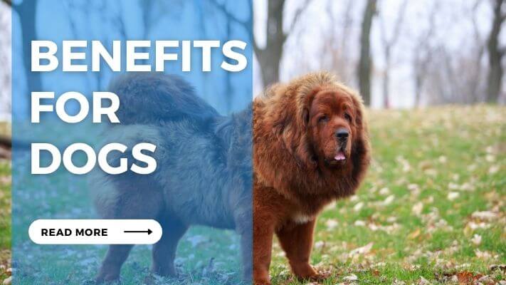 Benefits for Dogs