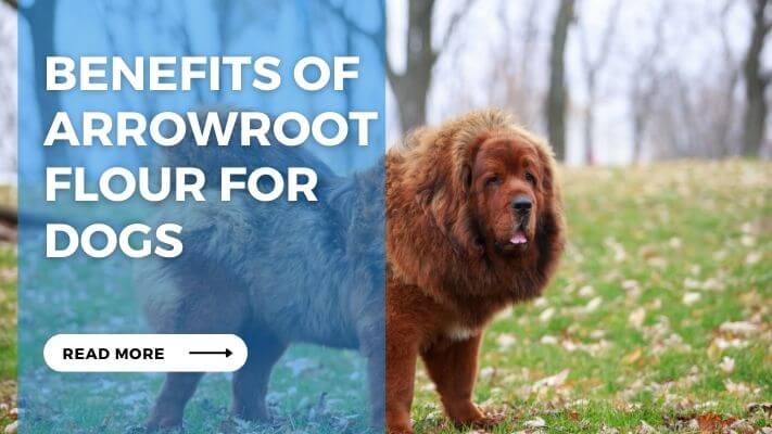 Benefits of Arrowroot Flour for Dogs