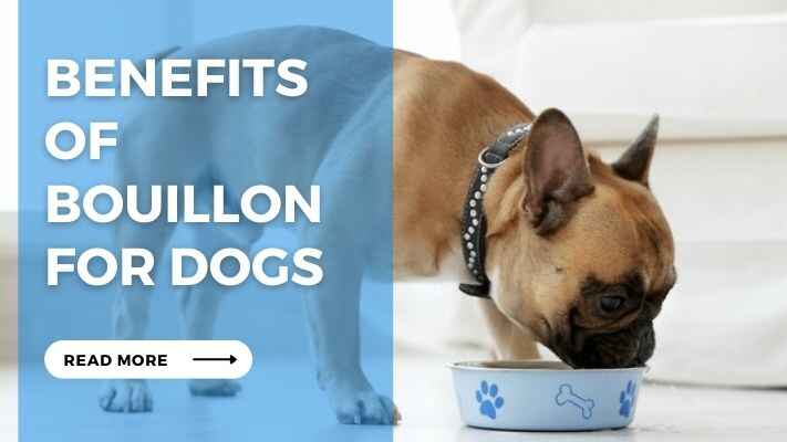 Benefits of Bouillon for Dogs

