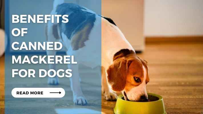 Benefits of Canned Mackerel for Dogs