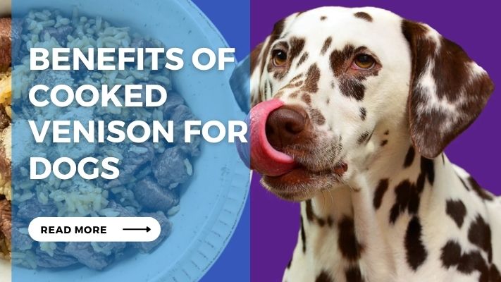 Benefits of Cooked Venison for Dogs