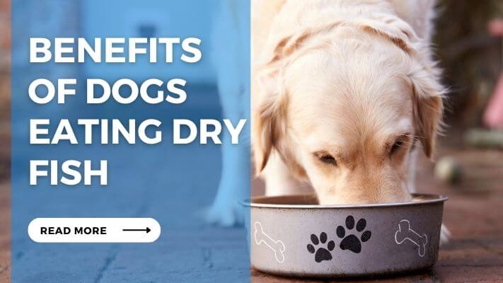 Benefits of Dogs Eating Dry Fish