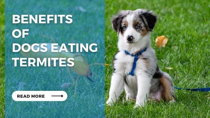 Benefits of Dogs Eating Termites