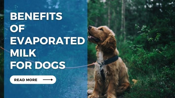 Benefits of Evaporated Milk for Dogs