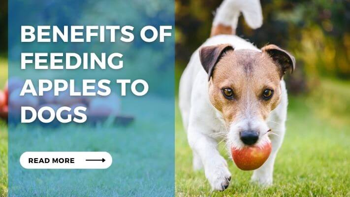 Benefits of Feeding Apples to Dogs