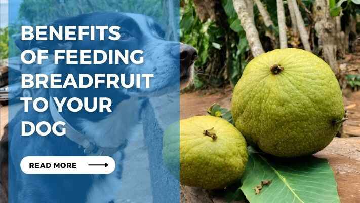 Benefits of Feeding Breadfruit to Your Dog