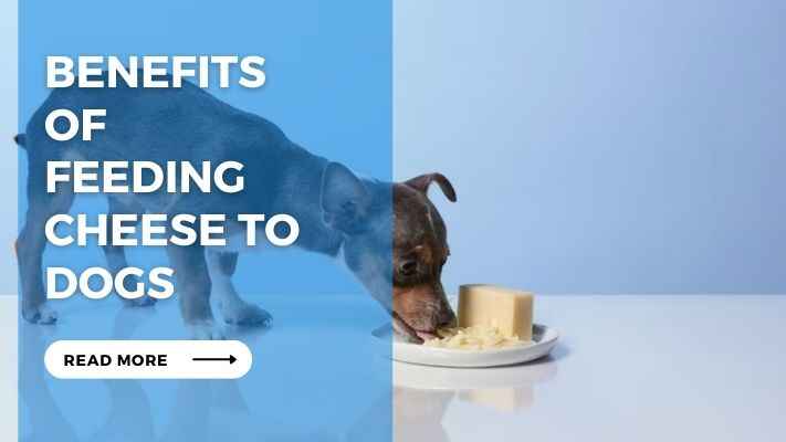 Benefits of Feeding Cheese to Dogs