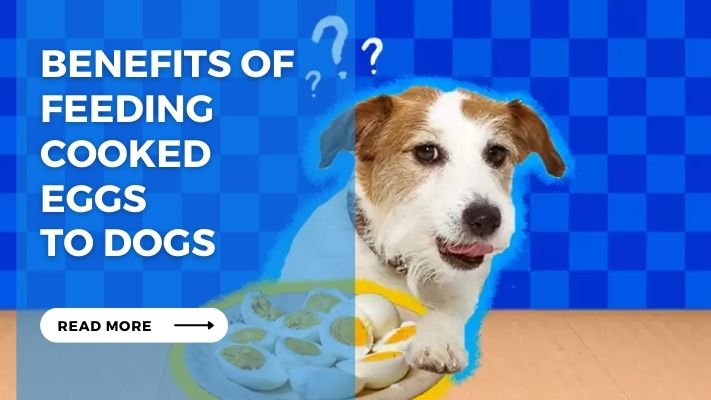 Benefits of Feeding  Cooked  Eggs  to Dogs