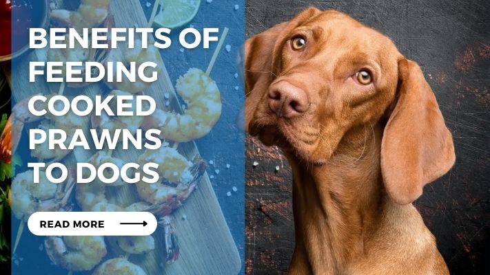 Benefits of Feeding  Cooked Prawns  to Dogs