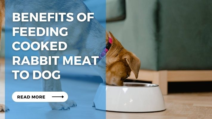 Benefits of Feeding  Cooked  Rabbit Meat  to Dog