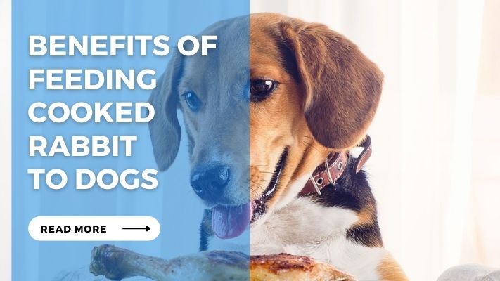 
Benefits of Feeding Cooked Rabbit to Dogs