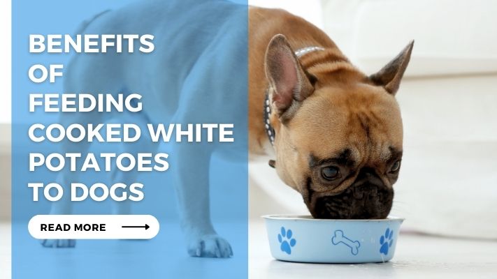 Benefits of Feeding Cooked White Potatoes to Dogs