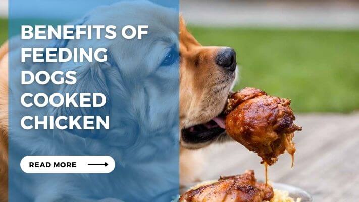 Benefits of Feeding Dogs Cooked Chicken