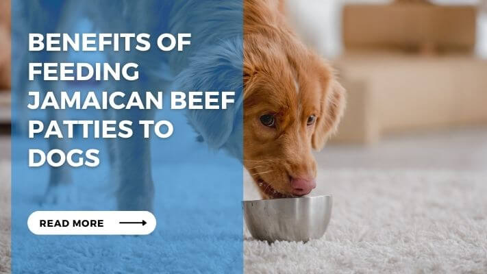 Benefits of Feeding Jamaican Beef Patties to Dogs