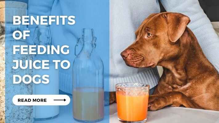 Benefits of Feeding Juice to Dogs 