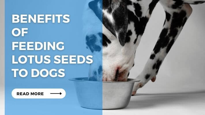 Benefits of Feeding Lotus Seeds to Dogs