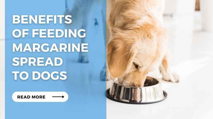 Benefits of Feeding Margarine Spread to Dogs